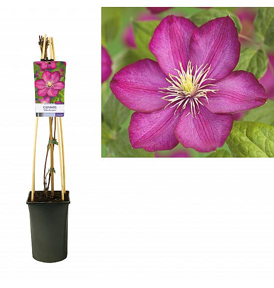 Clematis hybrid Ville de Lyon C2,5 Lit. 40-60 cm
