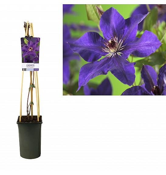 Clematis hybrid The President C2,5 Lit. 40-60 cm