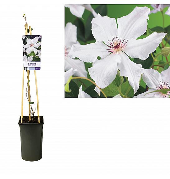 Clematis hybrid Snow Queen C2,5 Lit. 40-60 cm