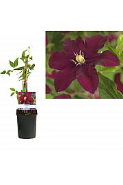 Clematis hybrid Niobe C1 Lit. 20-30 cm