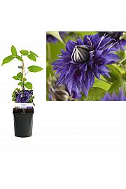 Clematis hybrid Multi Blue C1 Lit. 20-30 cm