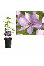 Clematis hybrid Margaret Hunt C1 Lit. 20-30 cm