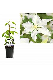 Clematis hybrid Gladys Picard C1 Lit. 20-30 cm