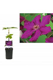 Clematis hybrid Ernest Markham C1 Lit. 20-30 cm