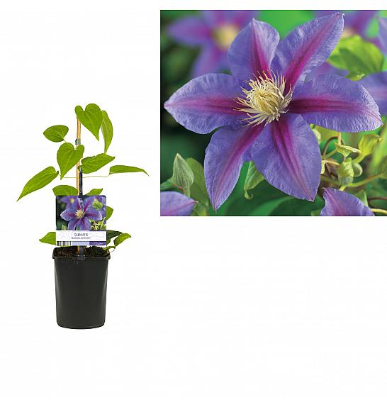 Clematis hybrid Barbara Jackman C1 Lit. 20-30 cm