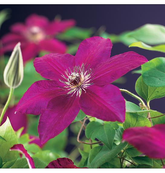Clematis hybrid Westerplatte C1 Lit. 20-30 cm