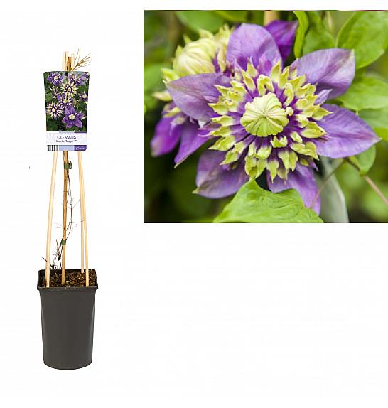 Clematis florida Taiga PBR C2,5 Lit. 40-60 cm