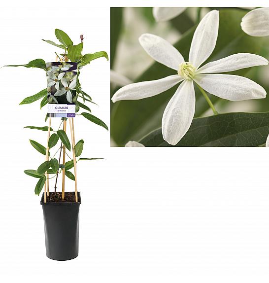 Clematis armandii C2,5 Lit. 40-60 cm