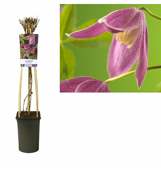 Clematis alpina Ruby C2,5 Lit. 40-60 cm