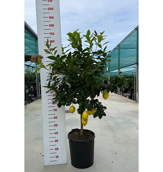 Citrus sinensis Limon Ø35 Na steblu 60 cm
