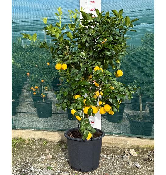 Citrus sinensis Limon Ø50 Na steblu 60 cm