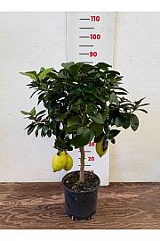 Citrus limon Lemon Ø20 Na steblu 30 cm