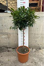 Citrus sinensis Kumquat Ø30 Na steblu 50 cm