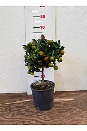 Citrus microcarpa Calamondin Ø20 Na steblu 30 cm