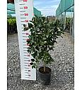Citrus aurantifolia Lime Verde Ø24 Na steblu 50 cm