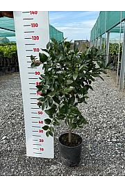 Citrus aurantifolia Lime Verde Ø24 Na steblu 50 cm