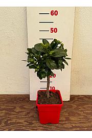 Citrus microcarpa Calamondin Ø14x14 Na steblu 15 cm
