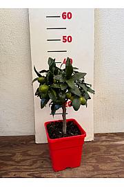 Citrus japonica Kumquat Ø14x14 Na steblu 15 cm