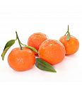 Citrus aurantium Clementina Ø20 Na steblu 30 cm