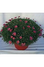 Chrysanthemum frutescens Ø45 mix v barvnem loncu