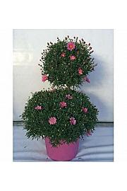 Chrysanthemum frutescens Ø35 mix forma