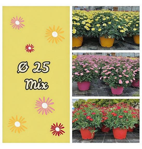 Chrysanthemum frutescens Ø25 mix