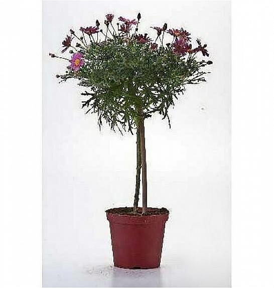 Chrysanthemum frutescens Ø14 rdeča Na Steblu 20 cm