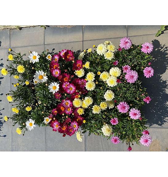 Chrysanthemum frutescens Ø10,5 mix