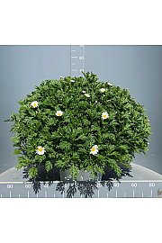 Chrysanthemum frutescens Bofinger Ø35
