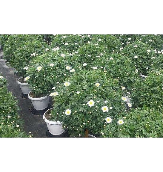 Chrysanthemum frutescens Bofinger Ø30 Na Steblu 40 cm