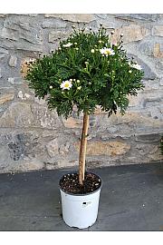 Chrysanthemum frutescens Bofinger Ø18 Na steblu 30 cm