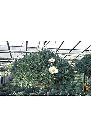 Chrysanthemum frutescens Ø20 bela obešanka