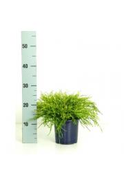 Chamaecyparis pisifera Sungold Ø 15 20-30 cm