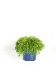 Chamaecyparis pisifera Sungold C5 Lit. 30-40 cm