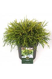 Chamaecyparis pisifera Sungold C2,5 Lit. 20-25 cm