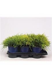 Chamaecyparis pisifera Sungold C2 Lit. 15-20 cm