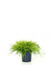 Chamaecyparis pisifera Sungold C1 Lit. 15-20 cm