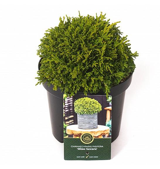 Chamaecyparis pisifera Hime-Sawara C2,5 Lit. 15-20 cm