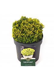 Chamaecyparis pisifera Golden Pin Cushion C2,5 Lit. 15-20 cm