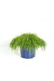 Chamaecyparis pisifera Filifera Nana C5 Lit. 20-30 cm