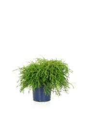 Chamaecyparis pisifera Filifera Nana C1 Lit. 15-20 cm