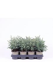 Chamaecyparis pisifera Baby Blue Ø11 10-15 cm