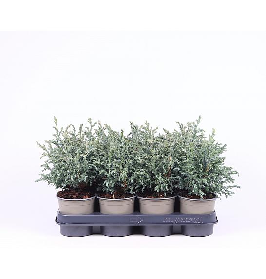Chamaecyparis pisifera Baby Blue Ø11 10-15 cm