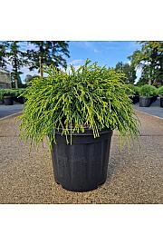 Chamaecyparis pisifera Sungold C8 Lit. 30-40 cm