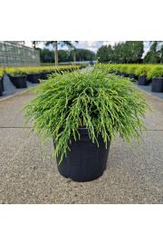 Chamaecyparis pisifera Sungold C8 Lit. 30-40 cm