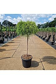 Chamaecyparis pisifera Sungold C15 Lit. Krošnja 75 cm