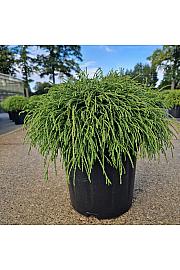 Chamaecyparis pisifera Filifera Nana C8 Lit. 30-40 cm