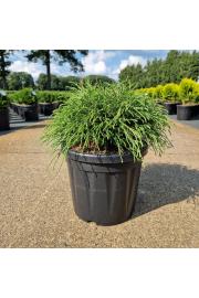 Chamaecyparis pisifera Filifera Nana C8 Lit. 30-35 cm