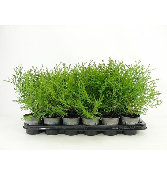 Chamaecyparis obtusa Kamarachiba Ø9