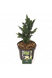 Chamaecyparis obtusa Chiriman C2,5 Lit. 20-25 cm